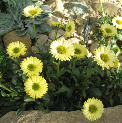 Erigeron aureus 'Canary Bird' 